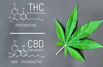 QUALI SONO LE DIFFERENZE TRA CBD E THC